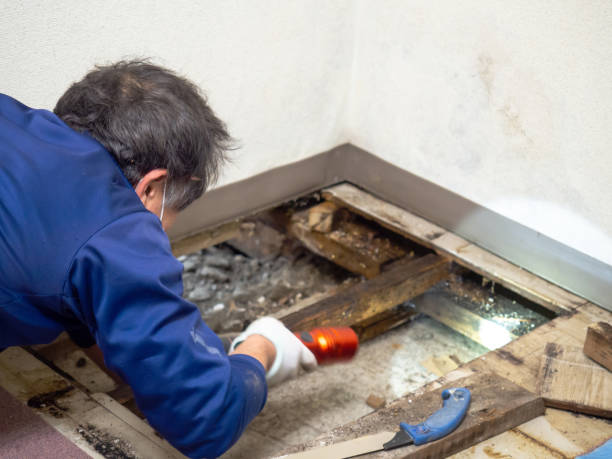 Best Mold Remediation for Specific Building Types in Woodburn, IN