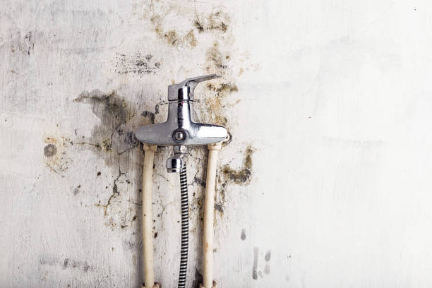 Best Commercial Mold Remediation in Woodburn, IN